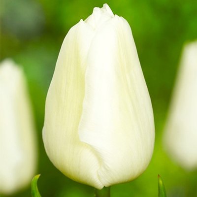 Тюльпан White Prince 220118 фото