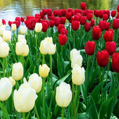 Мікс тюльпанів Red and White (20 цибулин) 220802 фото