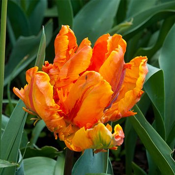 Тюльпан Orange Favourite 220179 фото