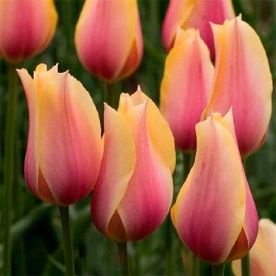 Тюльпан Blushing Beauty 220388 фото