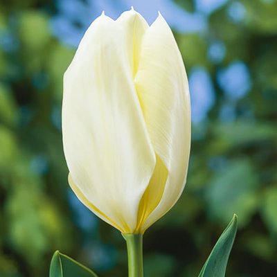 Тюльпан White Emperor (Purissima) 220074 фото