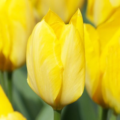 Тюльпан Yellow Purissima (Єлоу Пуріссіма) 220534 фото
