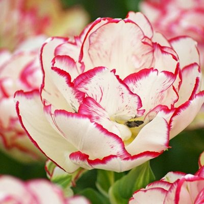 Тюльпан Belicia 220006 фото