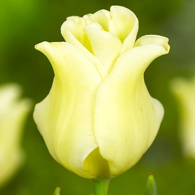 Тюльпан Yellow Crown 220449 фото