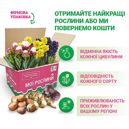 Гиацинт Махровый Spring Beauty 212058 фото