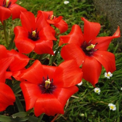 Тюльпан Linifolia 220425 фото