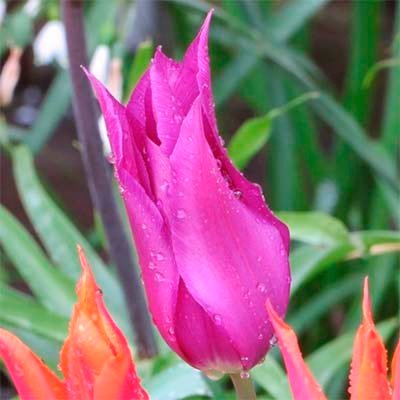 Тюльпан Lilac Time 220308 фото