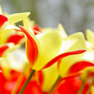 Тюльпан Clusiana Chrysantha 220208 фото