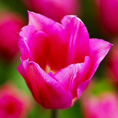 Тюльпан Lilyrosa 220261 фото