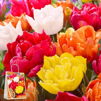 Тюльпани Мега-Махрові Мікс (Преміум Цибулини) 220587 фото