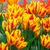 Сімейні, Багатоквіткові тюльпани